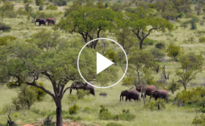 This image shows a preview of the 'What's biodiversity' video and includes a herd of elephants walking amongst trees. There is a white play button in the middle ready to be clicked to launch the video.