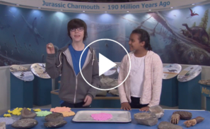 A screen grab from the video 'Discovering fossils'. Two children stand a table at a 'Jurassic Charmouth - 190 Million Years Ago' exhibition with fossils laid out in front of them. The boy is holding up an ammonite