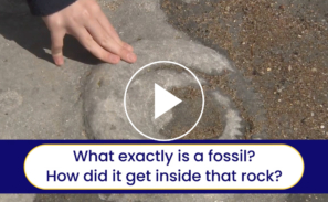 A screen grab from the 'Introduction to Lyme Regis beach' video. Copy on screen reads 'What exactly is a fossil? How did it get inside that rock?'
