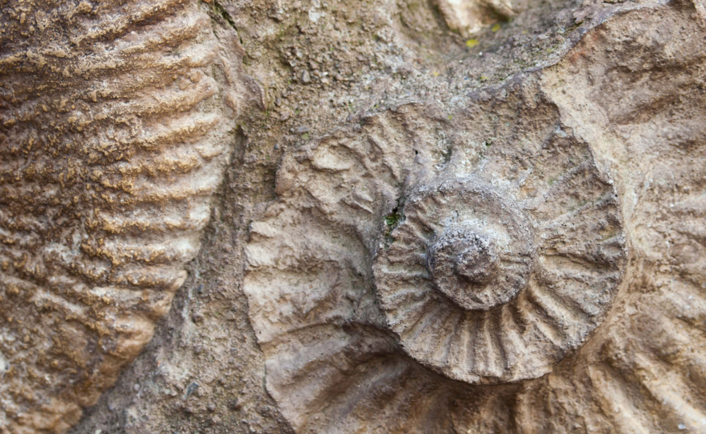 Rocks and fossils | Energising Futures