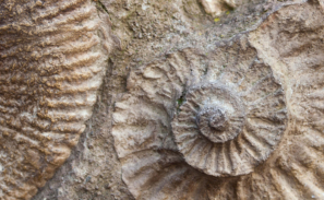 An extreme close up of the impression of an ammonite in rock. The curl pattern of the ammonite is clear and the rock is old with very small flecks of yellow lichen on the stone in the background.