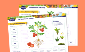 Image of the parts of a plant poster. This includes an illustration of a tomato plant and different labels.