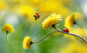 Image of ladybirds flying and landing on a dandelion flower.